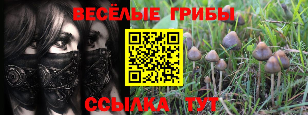 Галлюциногенные грибы Psilocybe Калач-на-Дону